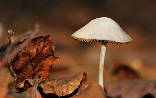 Mushroom supplements for wellness